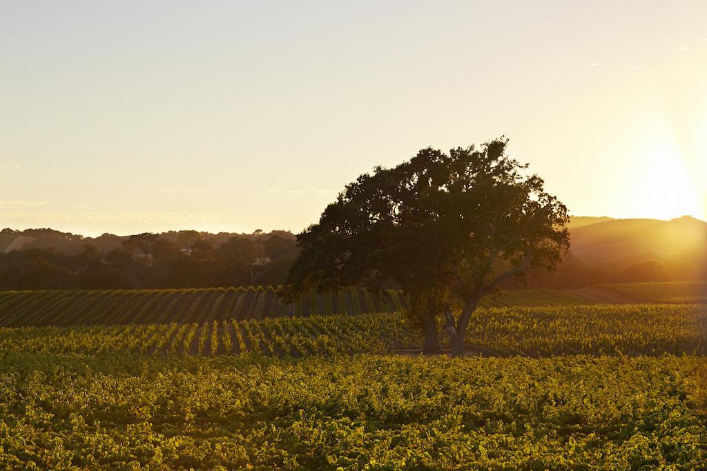 Summerwood Inn Paso Robles Cameră foto